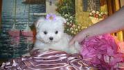 Maltese or Maltese -poo Puppies for sale