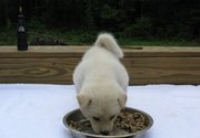 akita puppies for sale
